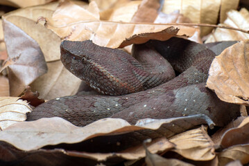 Fototapeta premium Flat nose pit viper hiding inside bush