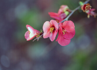 Obraz premium Photo of blooming pink quince flowers