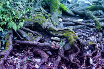 Photo unusual tree roots in the mountains