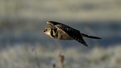 Northern hawk owl (Surnia ulula)