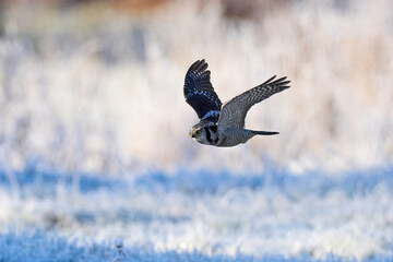 Northern hawk owl (Surnia ulula)