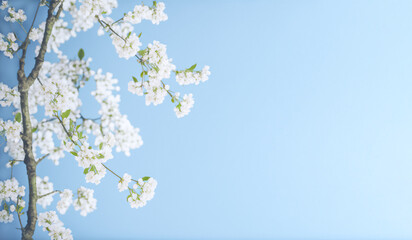 Fototapeta na wymiar Sakura. Cherry tree blossom. Blue pastel background. Banner with place for text. Generative AI