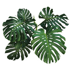 Dark green leaves of monstera or split-leaf philodendron (Monstera deliciosa) the tropical foliage plant bush popular houseplant - obrazy, fototapety, plakaty
