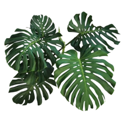 Fotobehang Tropisch Dark green leaves of monstera or split-leaf philodendron (Monstera deliciosa) the tropical foliage plant bush popular houseplant  © Chansom Pantip