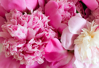 Floral pattern made of pink peonies. Flat lay, top view. Valentine's background. Floral pattern. The pattern of flowers. Flowers pattern texture.