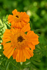 closeup the pair of orange marigold flower with bud growing with leaves in the garden soft focus green brown background.