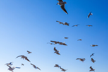 Seagulls against the blue sky
