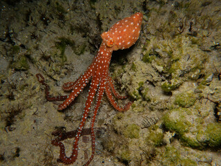 Atlantic white spotted octopus from Cyprus © Sakis Lazarides