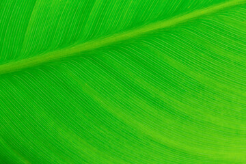 Macro of light green leaf nature background, copy space, pattern, wallpaper. Background for invitation card, calendar, postcard, gift paper. Banner, cover, mockup, for your design horizontal. Abstract