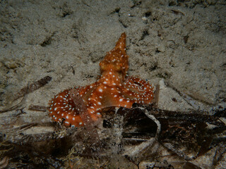 Atlantic white spotted octopus from Cyprus © Sakis Lazarides