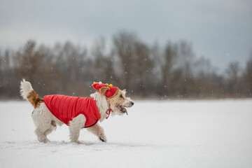A dog in a red festive cap and jacket walks through the snow. Jack Russell Terrier in winter in...