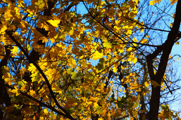 Yellow, red, orange autumn leaves against the blue sky in the autumn forest. The concept of autumn. Autumn landscape.