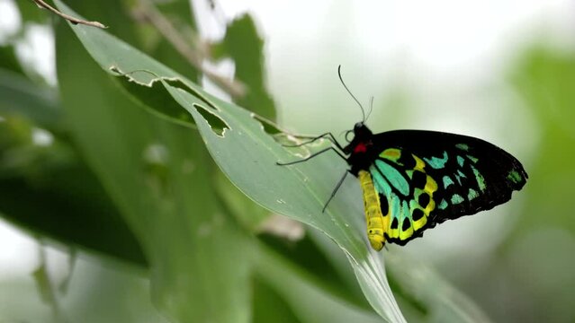 a slow motion side view of a male cairns birdwing butterfly resting on a leaf at kuranda in north qld, australia