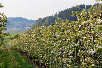 Close up of red white blossoming apple tree flowers in an orchard in fruit growing region Lindau-Bodensee in Germany