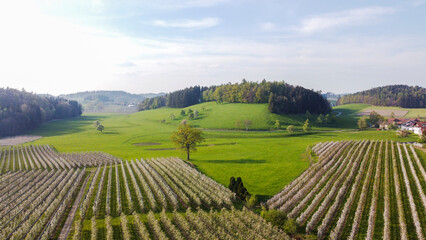 Blooming apple tree orchard in Lindau-Bodensee fruit growing area in Germany seen from the air