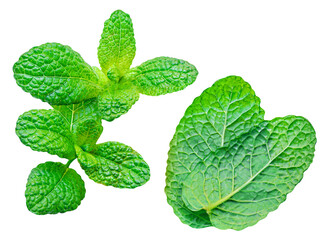 Fresh Mint leaves isolated on the white background. Mint leaf, peppermint close up.