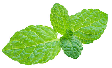 Fresh Mint leaves isolated on the white background. Mint leaf, peppermint close up.