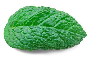 Fresh Mint leaves isolated on the white background. Mint leaf, peppermint close up.