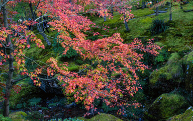 Fototapeta na wymiar Beautiful autumn scene at Toyko, Japan 