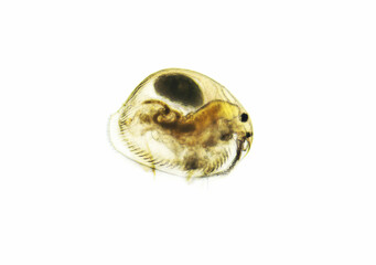 Ostracod is a small crustacean found in a freshwater pond. Zooplankton, micro crustacean under the light microscope. Magnification of 100 times, microscope objective 10