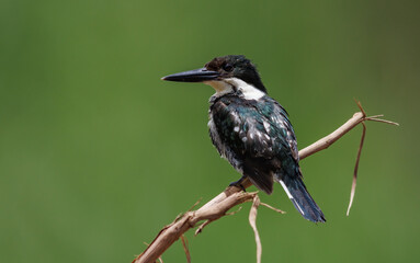 Green Kingfisher in Costa Rica 