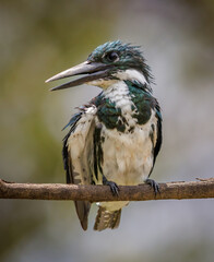 Obraz premium Green Kingfisher in Costa Rica 