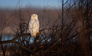 Obraz premium A Snowy Owl at Sunrise in Winter