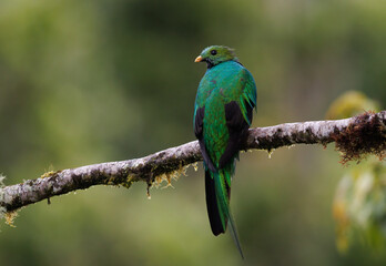 Fototapeta na wymiar Resplendent Quetzal in Costa Rica 