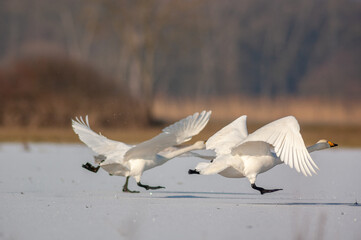 Whooper Swans (Cygnus cygnus) wintering in a frozen meadow during a very cold winter.