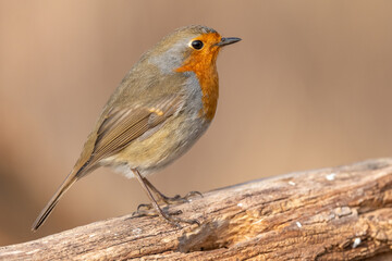 European Robin (Erithacus rubecula) perched on a branch in the forest in winters.