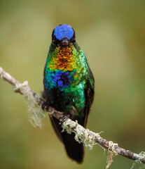 Obraz premium A fiery throated hummingbird in Costa Rica 