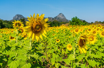 Sunflower field in a sunny day