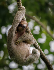 A sloth in Costa Rica  © Harry Collins