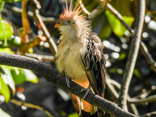 Guira cuckoo perched on a branch
