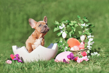 French Bulldog dog puppy sitting in egg shell next to Easter basket and colorful eggs with spring...