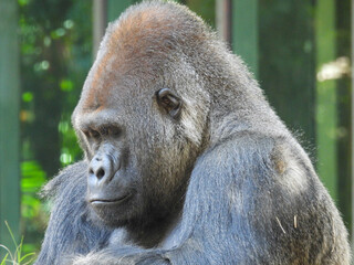 A large captive male silver back gorilla