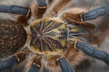 Harpactira pulchripes