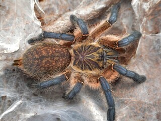 Harpactira pulchripes