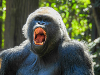 A large captive male silver back gorilla yawns widely © Lisa
