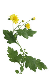 Yellow flowers with green leaves of Chrysanthemum flower plant