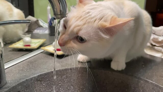 Ralenti sur le chat qui boit au robinet