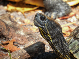 Yellow bellied slider in the Okefenokee swamp