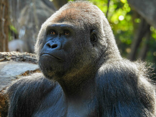 A large captive male silver back gorilla