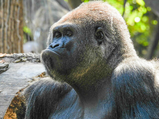 Fototapeta premium A large captive male silver back gorilla