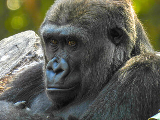 A large captive male silver back gorilla