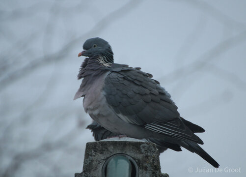 pigeon on the lamppost
