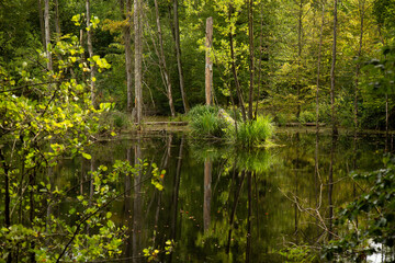 Fototapeta na wymiar Natural water body in forest near Stuttgart, Germany