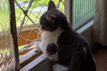 gata na janela 