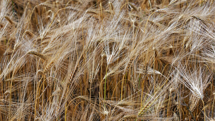 Barley Fields of Gold and Green