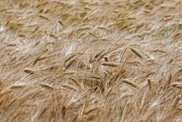 Barley Fields of Gold and Green